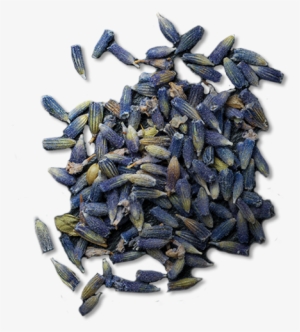 Lavender - Sunflower Seed