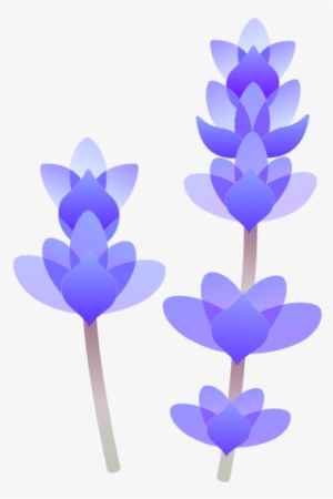 Lavender - Aromatherapy