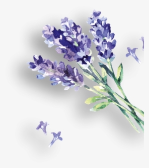 D Lavendelsprizz Rechts - English Lavender