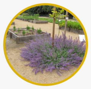 Catmint, Nepeta × Fassenii - Lavandula Lanata