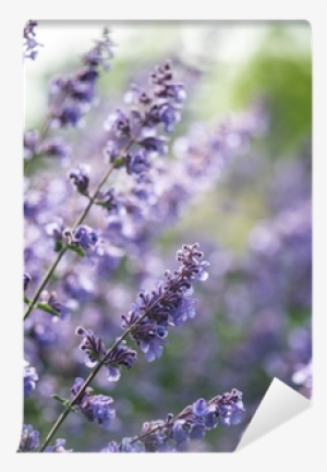 Close Up Image Of Wild Lavender Plant Landscape With - Photography