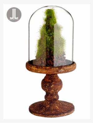 5" Moss/twig Cone Topiary In Glass Dome Green Brown