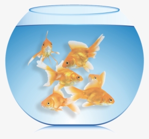 The More Fish You Put Into The Aquarium, The Less Time - Fish