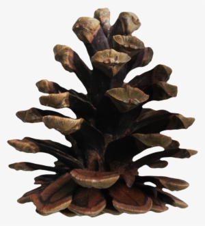 0 Bfe12 Db98437d Orig - Western Yellow Pine