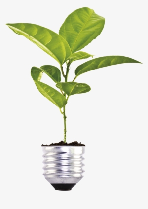 Iuminacion Que Cambia - Natural Environment