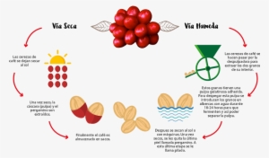 Proceso-ciclo - Process Of Coffee
