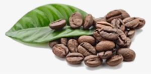 Café Duke Is Born Of The Collaboration Of Npg With - Arabica Coffee Seed Oil, 100% Pure/ Natural.