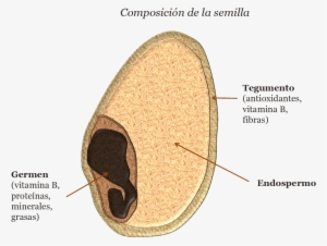 El Endospermo Es La Energía Del Grano, Su Semilla, - Endospermo De La Semilla