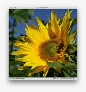 Screen Shot 2015 05 07 At - Flower