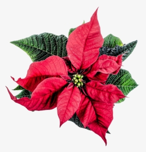 Cadi Murphy's Gift Epic John Eldredge - Christmas Flower Png