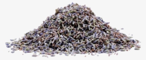 Lavender 1 Lb - Intermedia