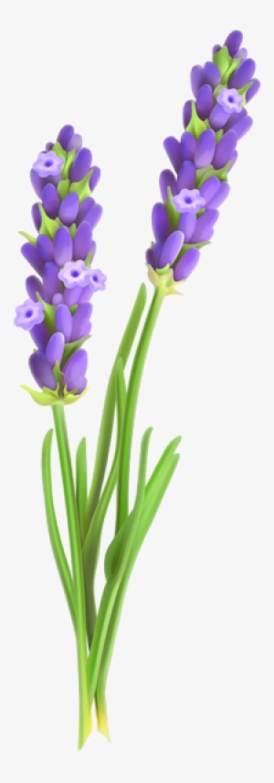 0, - Lavender Flower Clipart