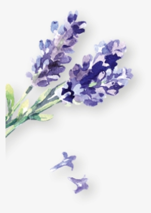 Lavendel Links - English Lavender