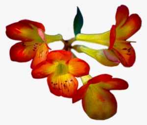 Click And Drag To Re-position The Image, If Desired - Cattleya