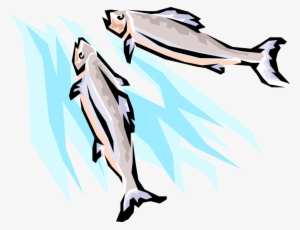 Vector Illustration Of Spawning Salmon Fish Swimming - Clip Art