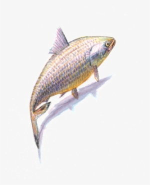 Hilsa Is A Fast Swimmer - Coregonus Lavaretus