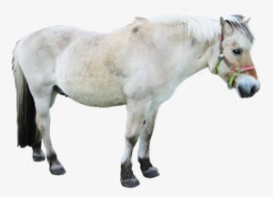 White Horse Png White Horse Clipart Clipart Of Small - Grey Horse Transparent Clipart