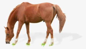 Horse Grazing On The Meadow - Horse Grazing Transparent