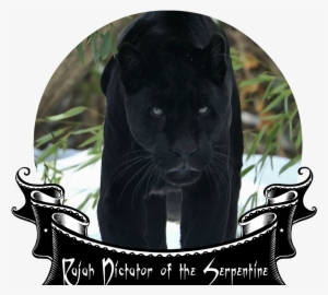 Black Panther Face Snow Walking Big Cat Winter Predator - Black Panther Animal Hd