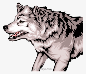 Growling Wolf With Mean Looking Teeth Royalty Free - Fierce Wolf Clipart