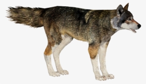 Red Wolf - Mackenzie River Husky