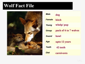 Howling Is One Way Wolves “talk” To Each Other