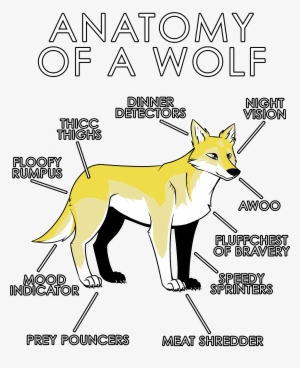 White Wolf Clipart Anatomy - Anatomy Of A Furry
