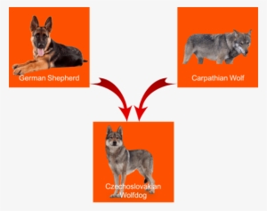 The Czechoslovakian Wolfdog - Timber Wolf Black German Shepherd