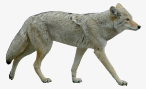 Coyote White Background