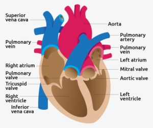 Detail Image Of Human Heart - Heart In Detail