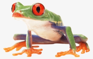 Clown Frog Sideview - Frog Png