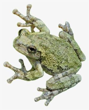 Frogs - Eastern Spadefoot