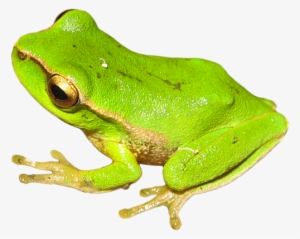 Save The Frogs Day - Animal