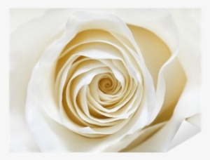 White Rose Oversized Gallery Wrapped Canvas
