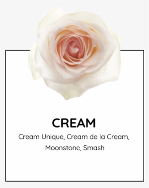 Playa Blanca, Bikini, Tutti Frutti, Luciano, White - Floribunda