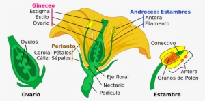 Perianto Da Flor