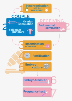 Fases Del Método Ropa - Preparacion Endometrial Para Transferencia De Embriones