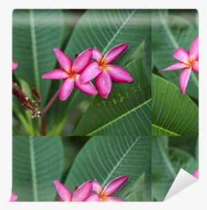 Frangipani