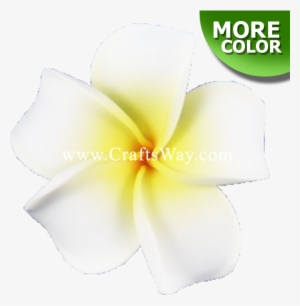 Foam Plumeria Type F - Frangipani
