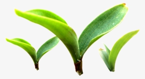 Three Buds Sprouting Plants Transparent Plant Vector - Portable Network Graphics
