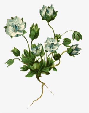 Realistic Hand Painted Plant With Roots And Transparent - Flower