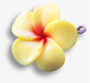 Yellow Frangipani - Frangipani