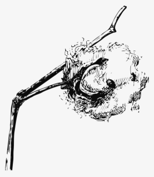 Cotton,cotton Vector Graphics - Cotton Plant Drawing