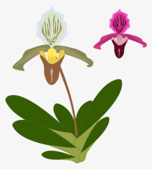 Plant Pink Garden Free Paphiopedilum - Pdf Paphiopedilum
