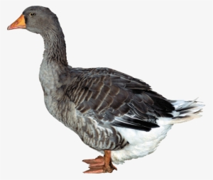 Duck Png Free Download - Утка Png