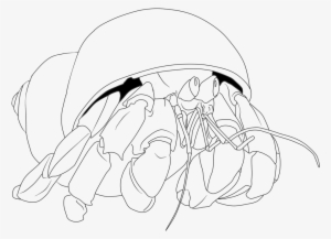 Bring You The Highest Quality A Hermit Crab In Shell - Coloring Book