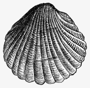 Free Download Shell Illustration Png Clipart Cockle - Cockle Shell