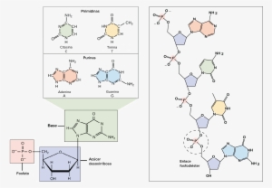 Dna