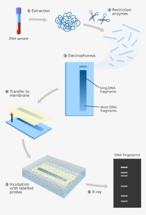 Illustration - Method Of Dna Fingerprinting
