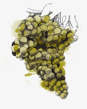 Sémillon Can Be Made Into A Sweet Wine That, If Rated - Illustration